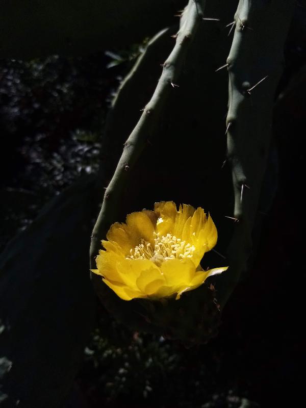 Opuntia ficus-indica.jpg